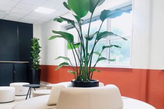 Végétalisez vos bureaux pour la location de plantes