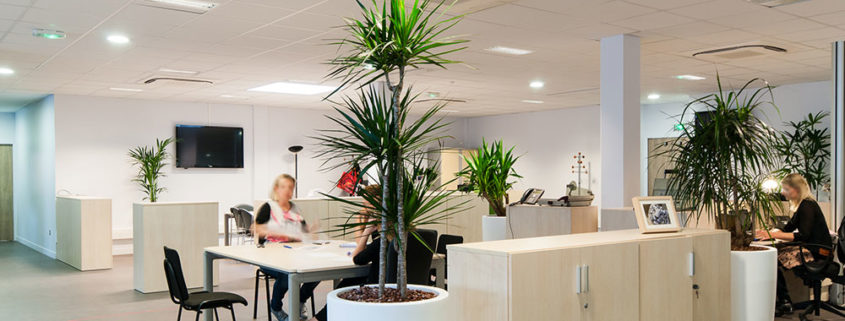 Agencement de plantes dans les bureaux de la Voix du Nord - Lille