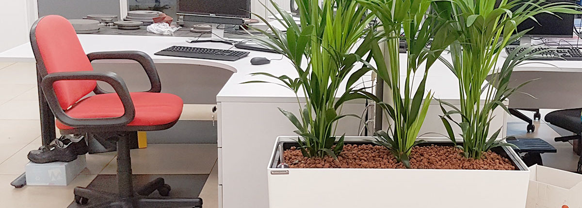 Jardinière et plantes dans les bureaux KSB - Sequedin