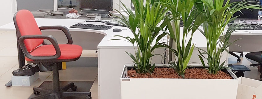 Jardinière et plantes dans les bureaux KSB - Sequedin