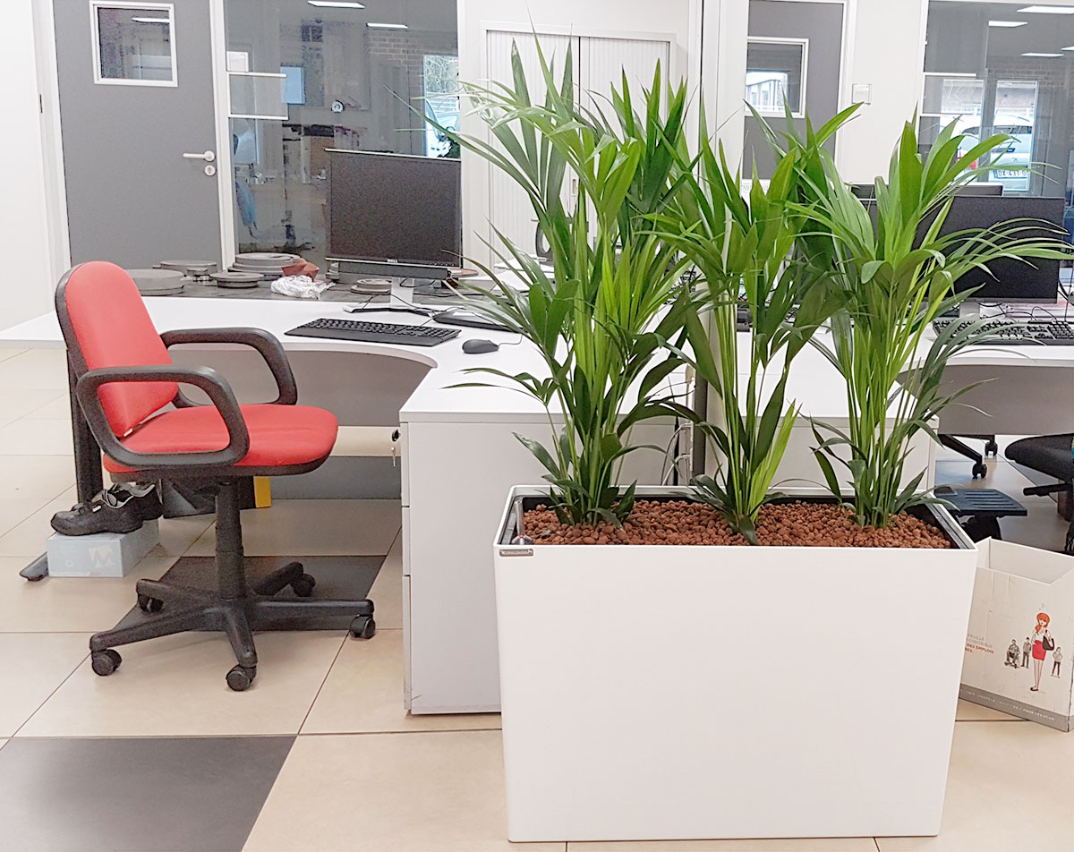 Jardinière et plantes dans les bureaux KSB - Sequedin