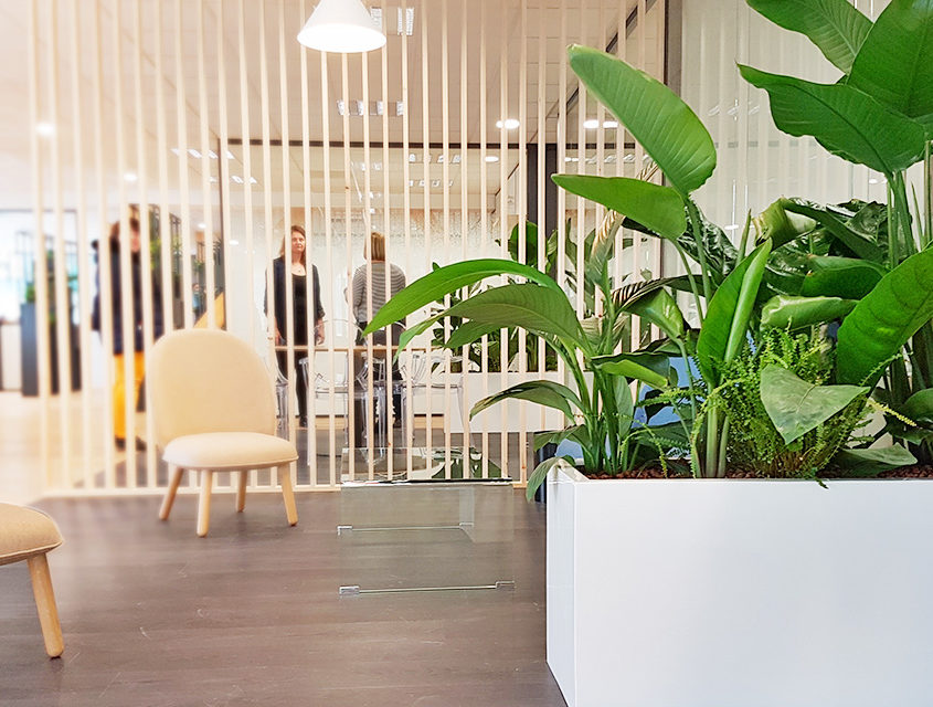 Ambiance végétale dans les bureaux du Comité Régional de Tourisme - Lille