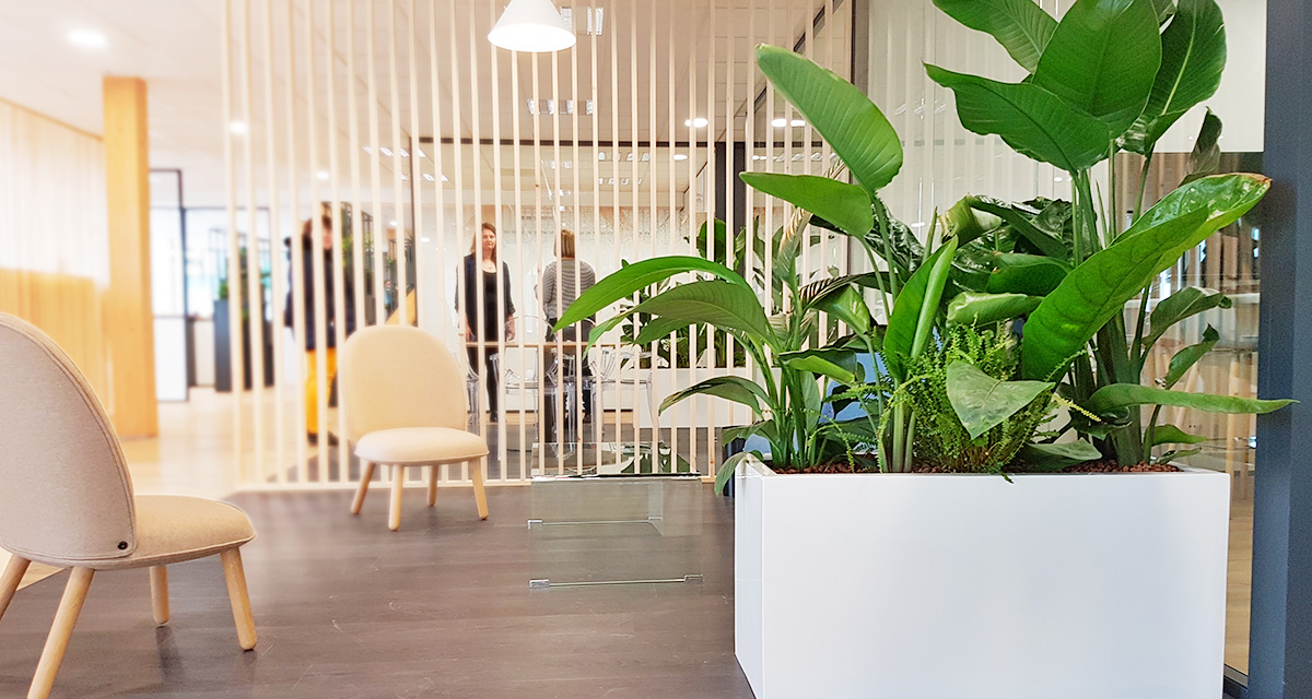 Ambiance végétale dans les bureaux du Comité Régional de Tourisme - Lille