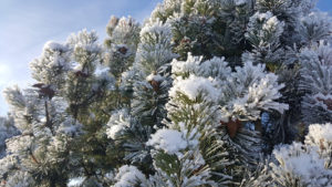decoration-sapin-noel-location