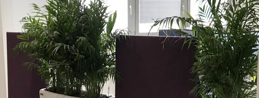 Location de plantes avec pots pour séparer les espaces de travail
