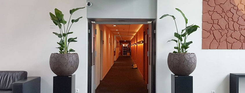 Location de plantes et décoration sur Villeneuve d Ascq