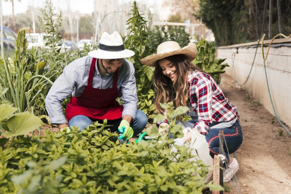 Jardins partagés, collectifs : Cultiver les rapports humains