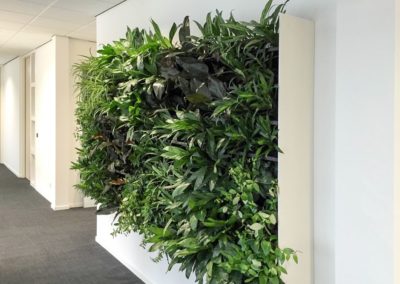Mur végétal dans un couloir de bureau