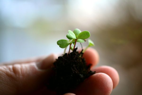 L'histoire de Nature Végétale Location de plantes et de mobilier