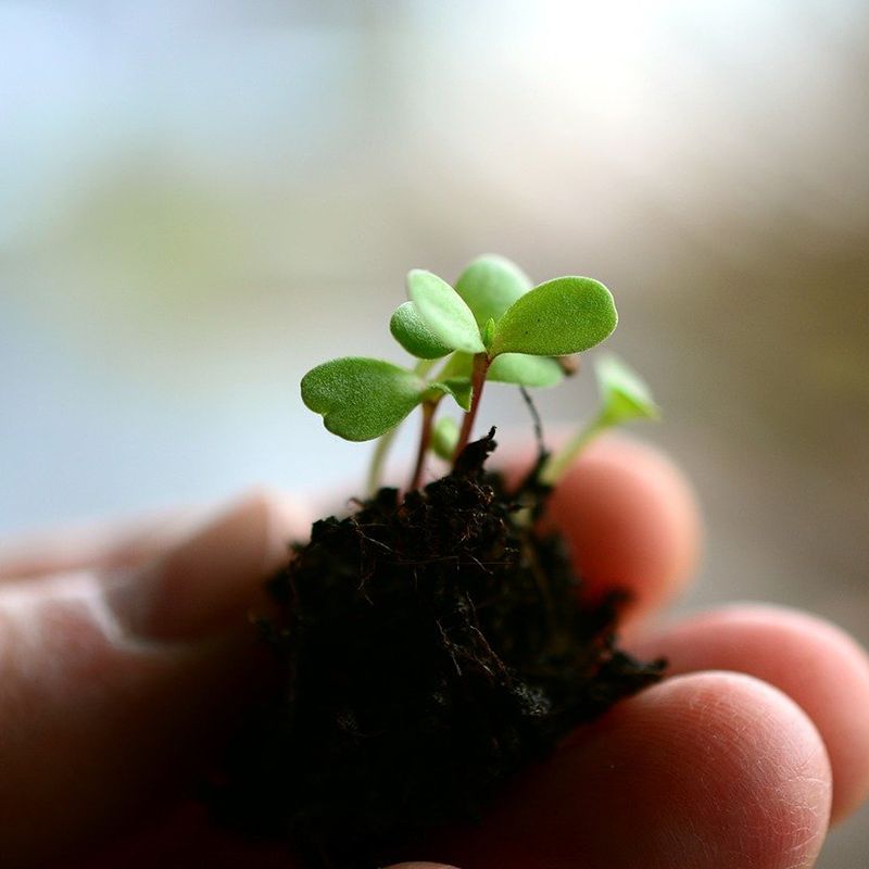 L'histoire de Nature Végétale Location de plantes et de mobilier