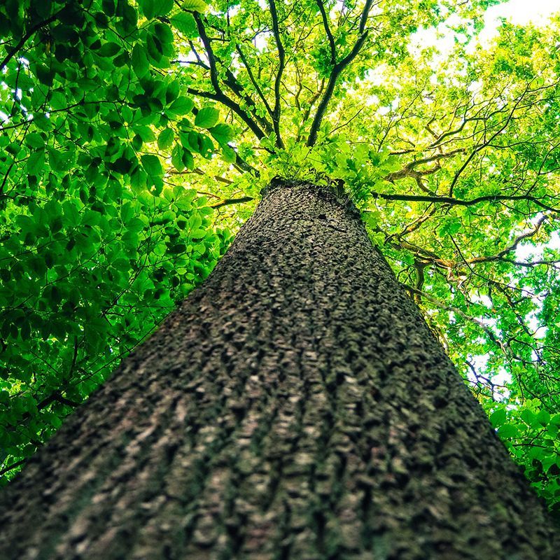 Démarches eco responsable nature végétale