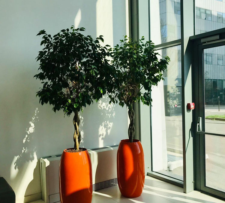 Location de plantes et de mobilier végétal pour vos bureaux