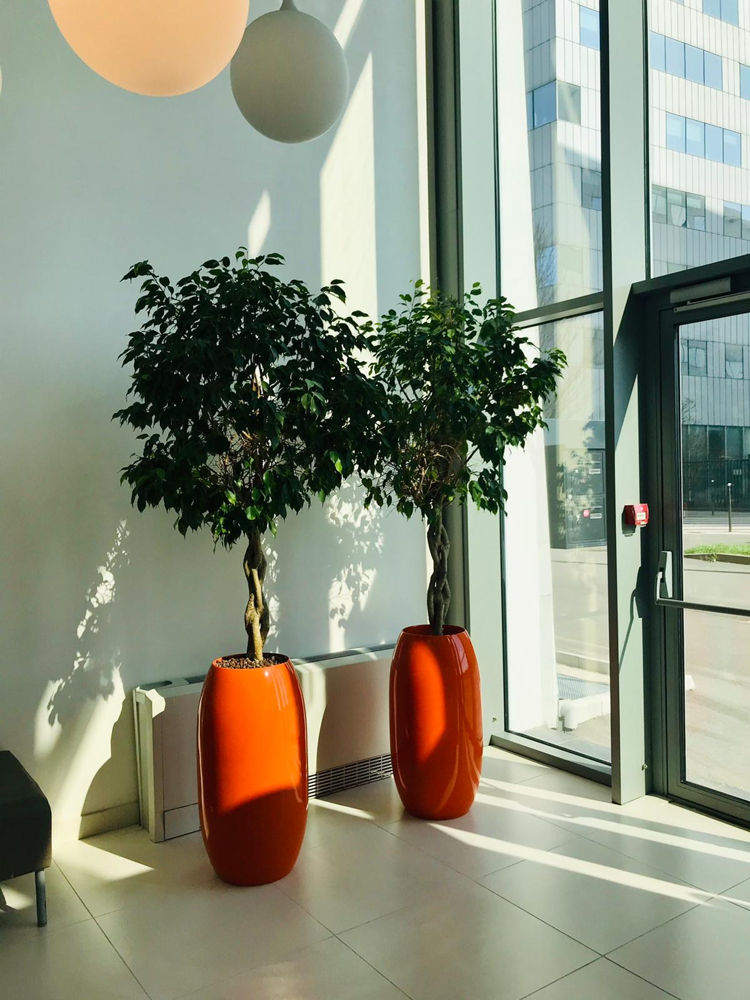 Location de plantes et de mobilier végétal pour vos bureaux