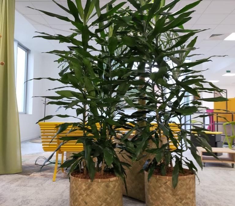 Location plantes de bureau Paris Lille