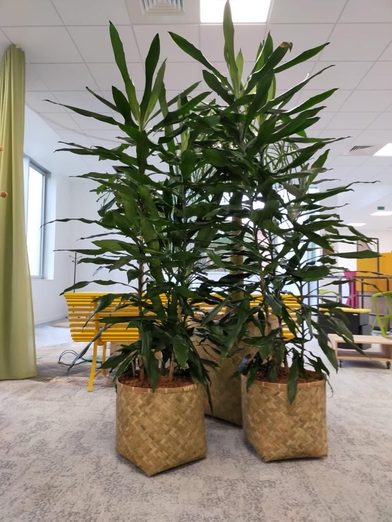 Location plantes de bureau Paris Lille