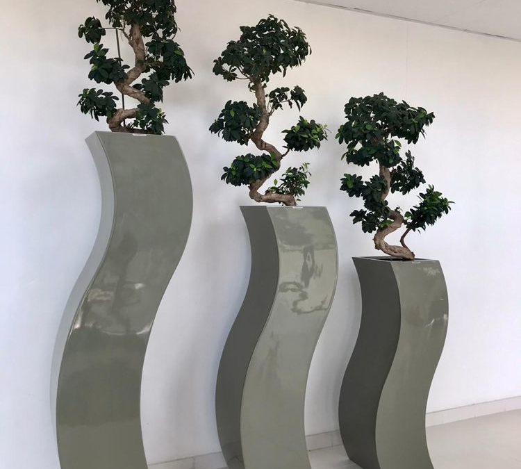 Location plantes longue durée pour vos bureaux