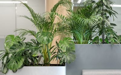 Décoration végétale pour aménager vos bureaux et espace de travail