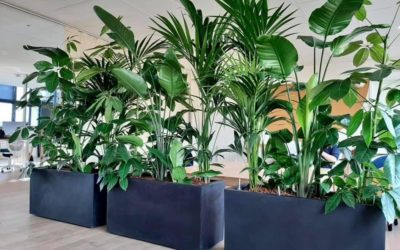 Cloison végétale  ou Jungle au bureau pour organiser vos espaces de travail ?