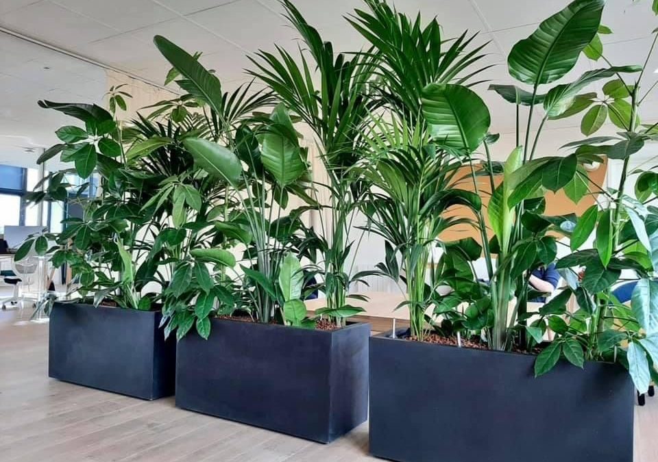 Cloison végétale  ou Jungle au bureau pour organiser vos espaces de travail ?