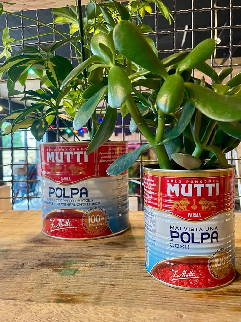 Plante et pot avec conserve de sauce tomate