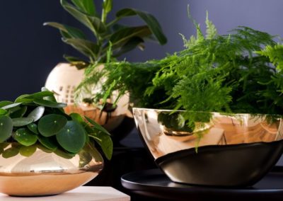 Coupelle avec plante pour agrémenter vos bureaux