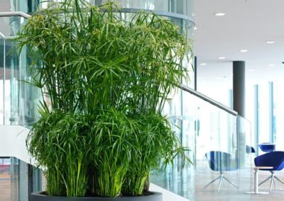 Coupelle avec plantes pour habiller vos intérieurs