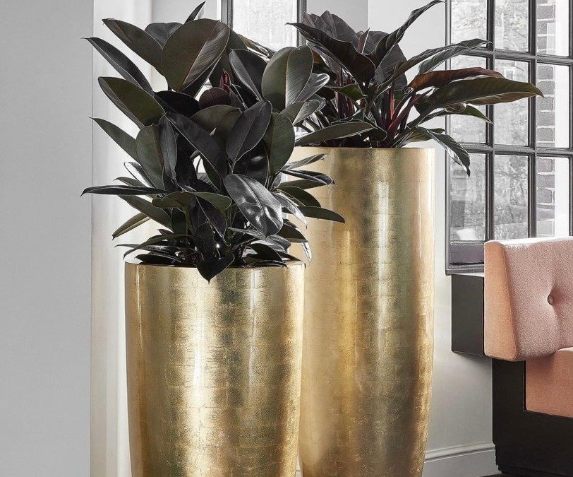 Location de plantes et pots dans vos bureaux