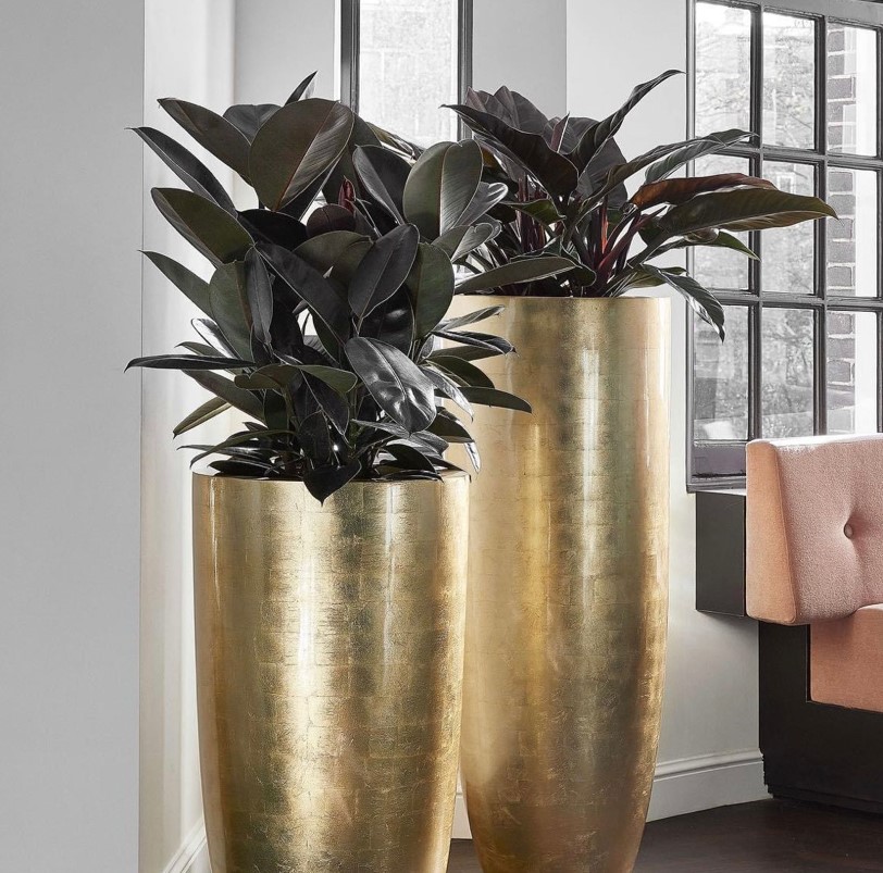 Location de plantes et pots dans vos bureaux