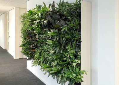 Mur couloir végétal