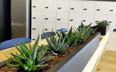 Plantes au bureau, quels sont les bienfaits pour vos collaborateurs ?