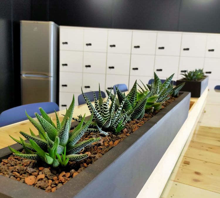 Plantes de bureau les bienfaits pour les collaborateurs