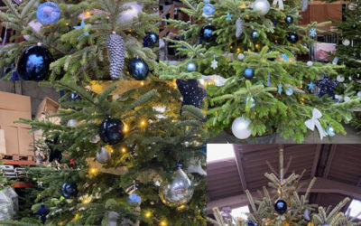 Sapins de Noël : Louez, Installez et Décorez par Nature Végétale pour une Ambiance Festive dans vos Espaces Communs