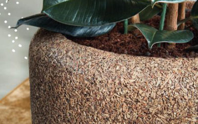 Tendance 2024 : Décorez votre intérieur avec Meaningful Earth et des plantes
