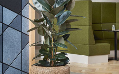 Pots naturels, écoresponsables : Une esthétique durable pour vos espaces professionnels.