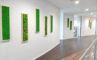 Transformez vos Espaces de Bureau / Couloirs avec Nos Cadres en Mousse Stabilisée ou Murs végétalisés