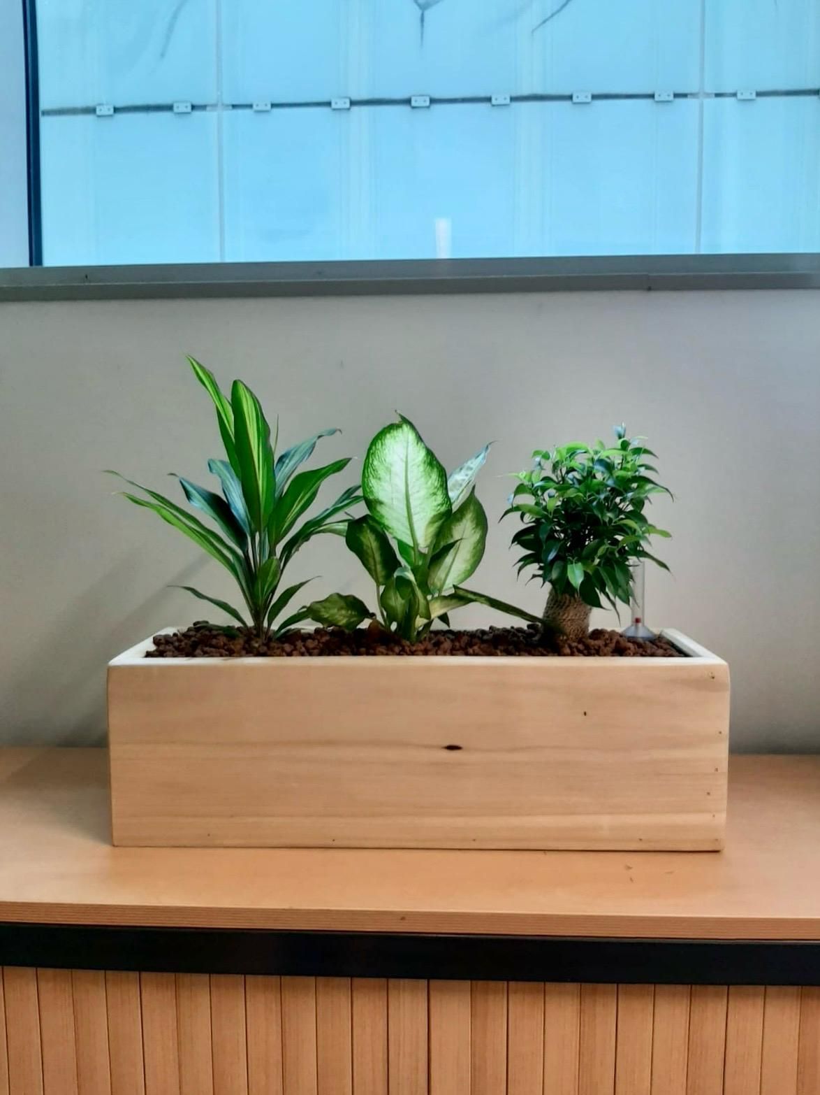 Jardinière en bois avec location de plantes pour Bureaux