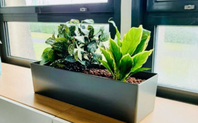 Transformez vos Bureaux avec nos Installations de Plantes et Pots sur-Mesure