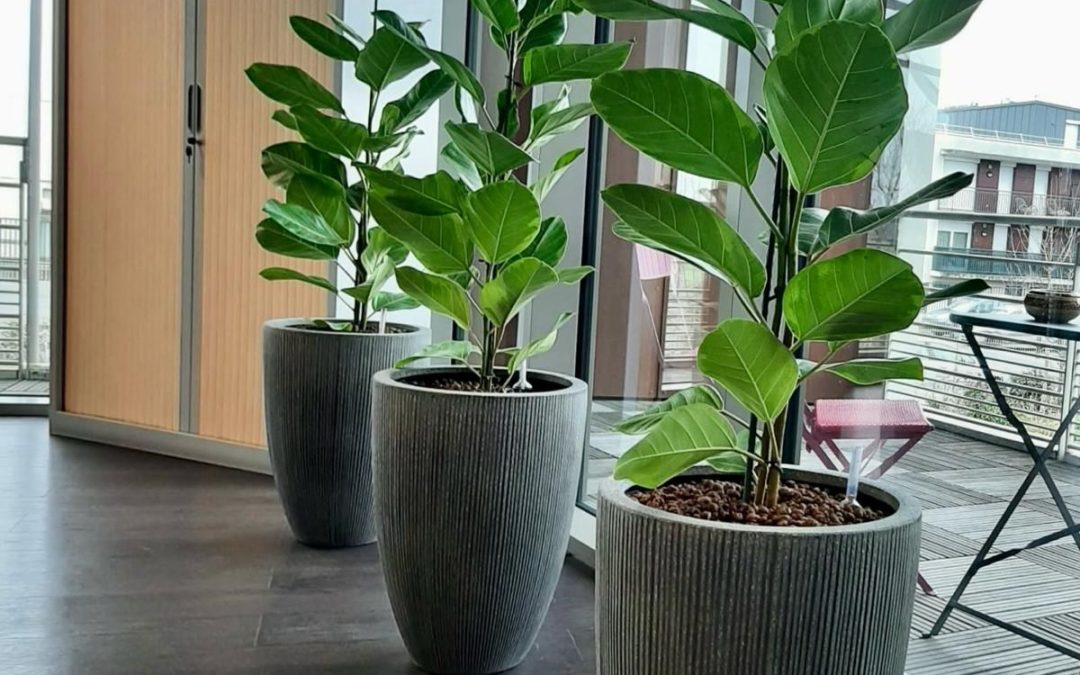 Pot plantes pour vos bureaux location avec entretiens