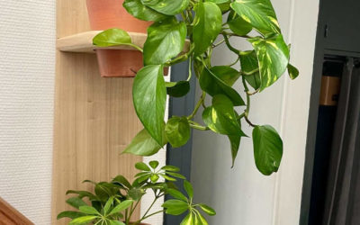 Étagère Végétale en bois pour végétaliser et habiller vos murs ou montées d’escalier