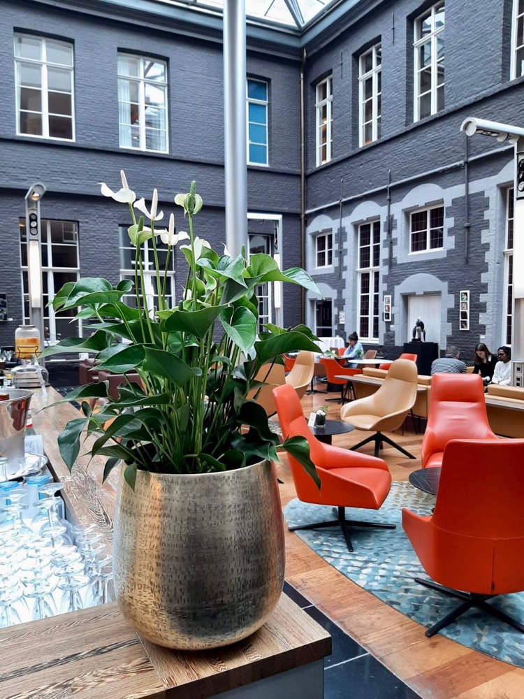 Location de plantes Hall d'accueil Hotel Lille