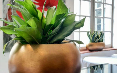 Sublimez vos espaces avec notre service de végétalisation : Location de Pots et plantes naturelles