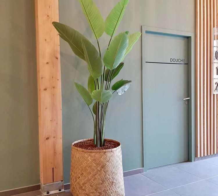 Aménagement d’Entrée : Pots en Bambou et Végétaux pour Espaces de détente ou hall d’entrée