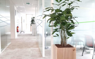 Végétalisation des espaces de travail chez Heytens : plantes naturelles et pots en bois locaux