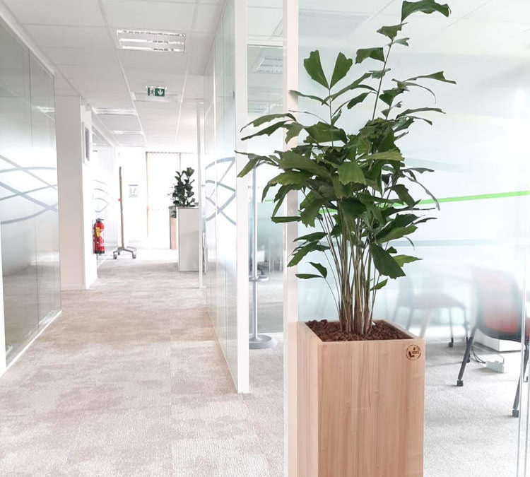 Végétalisation des espaces de travail chez Heytens : plantes naturelles et pots en bois locaux