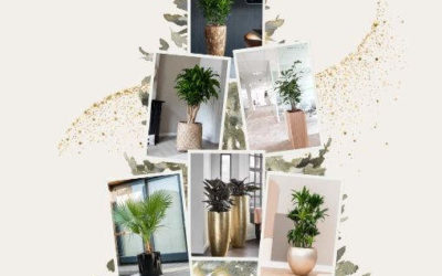 Nature Végétale Vous Souhaite un Joyeux Noël : Bien-être et Végétal au Rendez-Vous