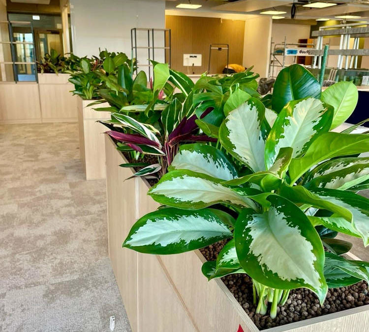 Végétaliser les meubles existants : une solution naturelle pour sublimer vos espaces de travail