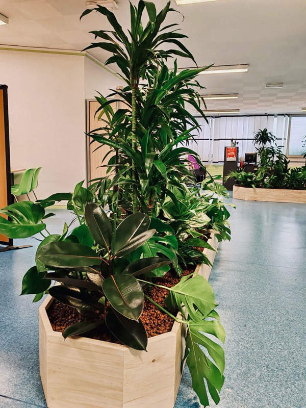 Vue d’ensemble de la végétalisation des bureaux d’un CCAS avec plusieurs jardinières sur-mesure